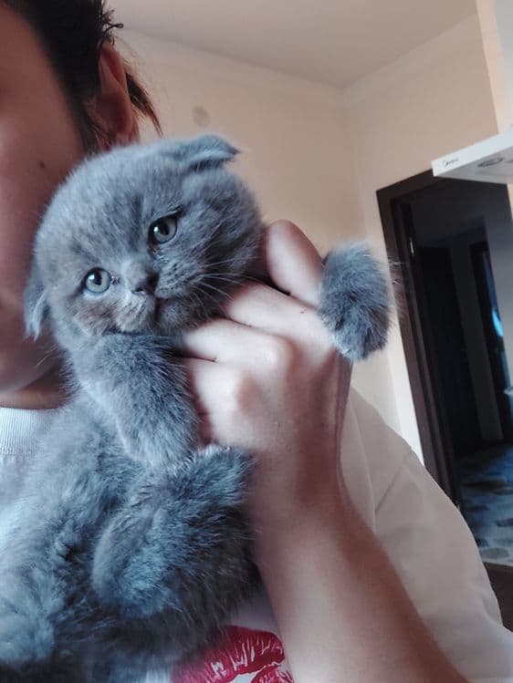 Продаётся котёнок скоттиш фолд мальчик — 4