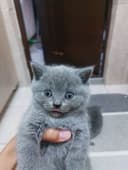 Продам котёнка Скоттиш страйт девочка
