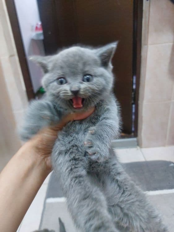 Продам котёнка Скоттиш страйт девочка — 2