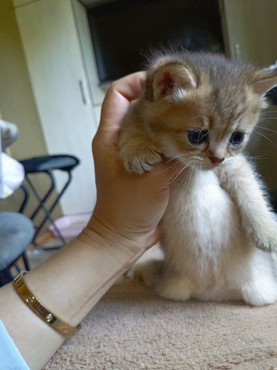 Пародистые котята — 2