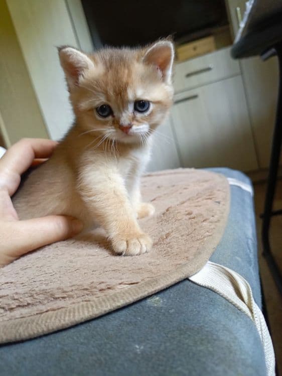 Пародистые котята — 3