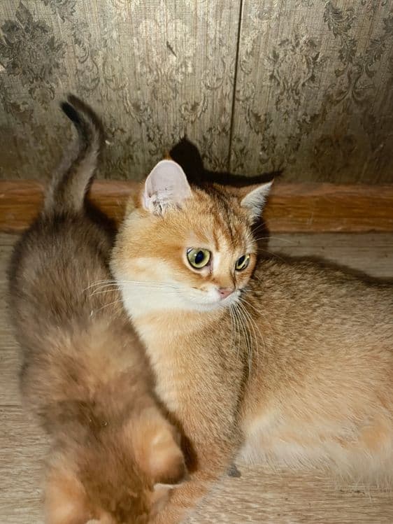 Пародистые котята — 4
