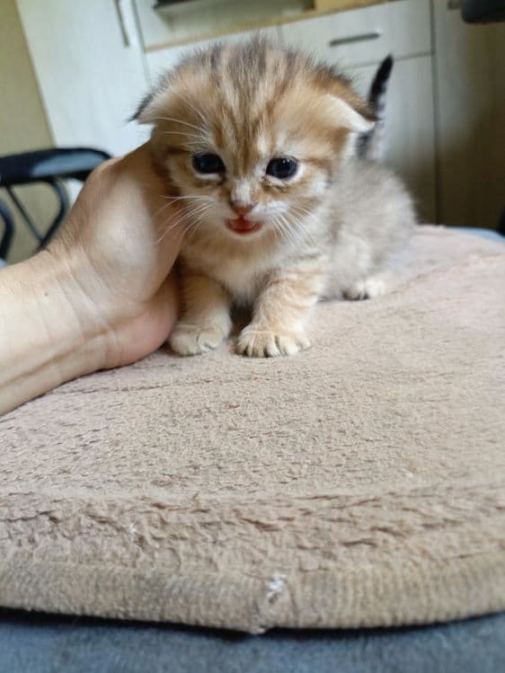 Пародистые котята — 5
