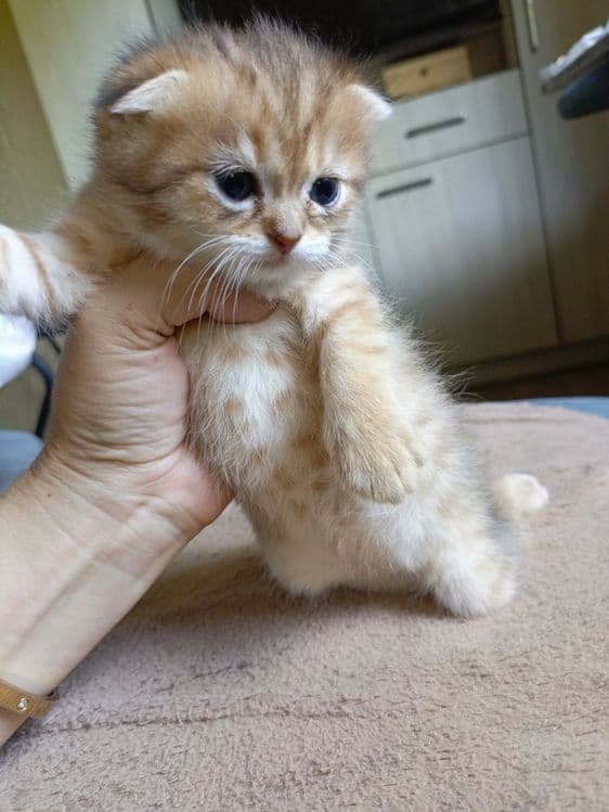 Пародистые котята — 6