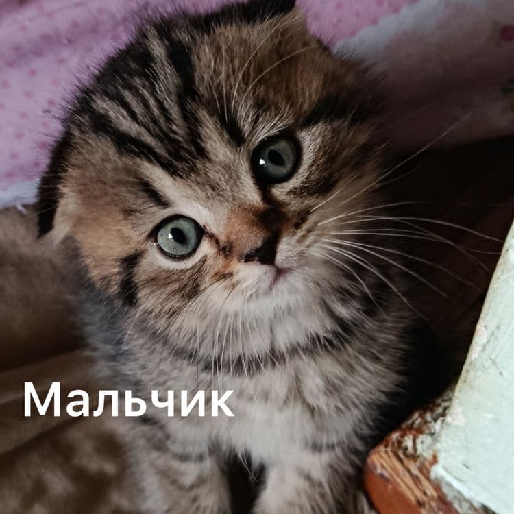 Вислоухая кошка скотиш фолд и Страйт — 3