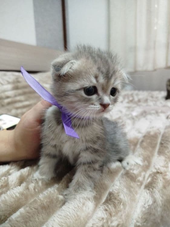 Ласковые, нежные малыши Скотиш фолд и страйт — 2