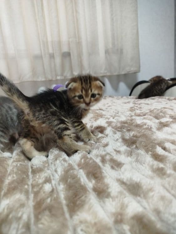 Ласковые, нежные малыши Скотиш фолд и страйт — 3
