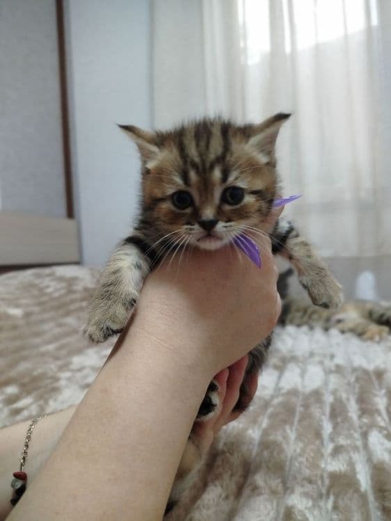 Ласковые, нежные малыши Скотиш фолд и страйт — 4