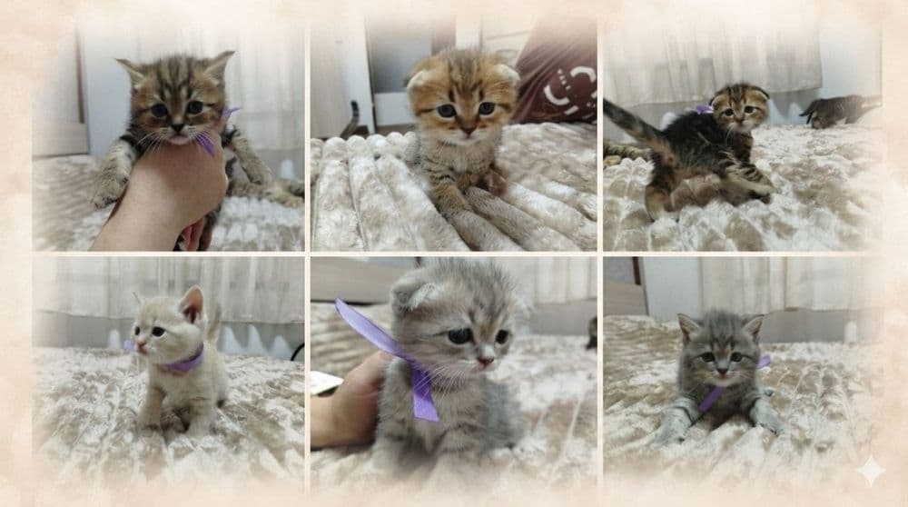 Ласковые, нежные малыши Скотиш фолд и страйт — 5