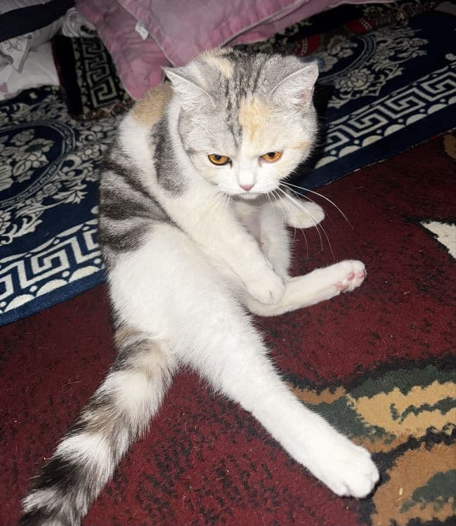 Киз бола мушук сотилади — 1