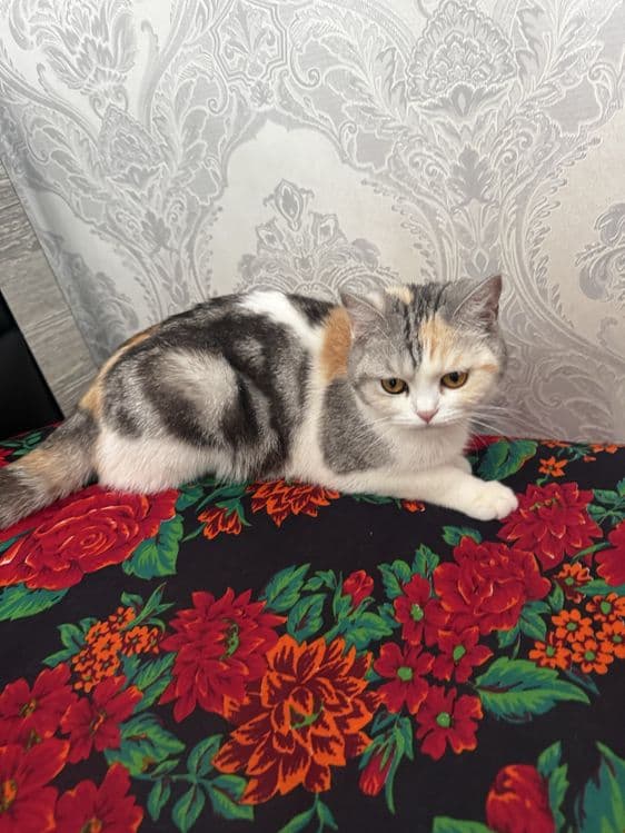Киз бола мушук сотилади — 2