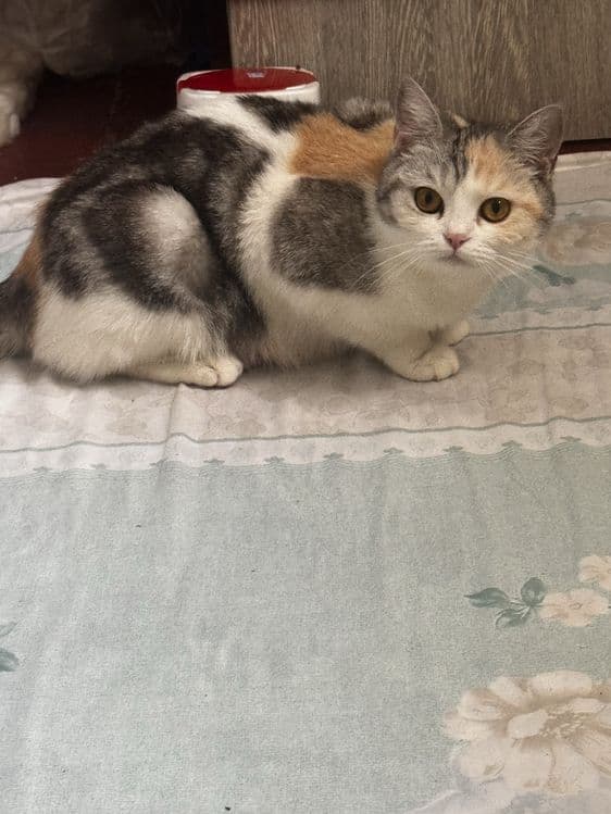 Киз бола мушук сотилади — 3