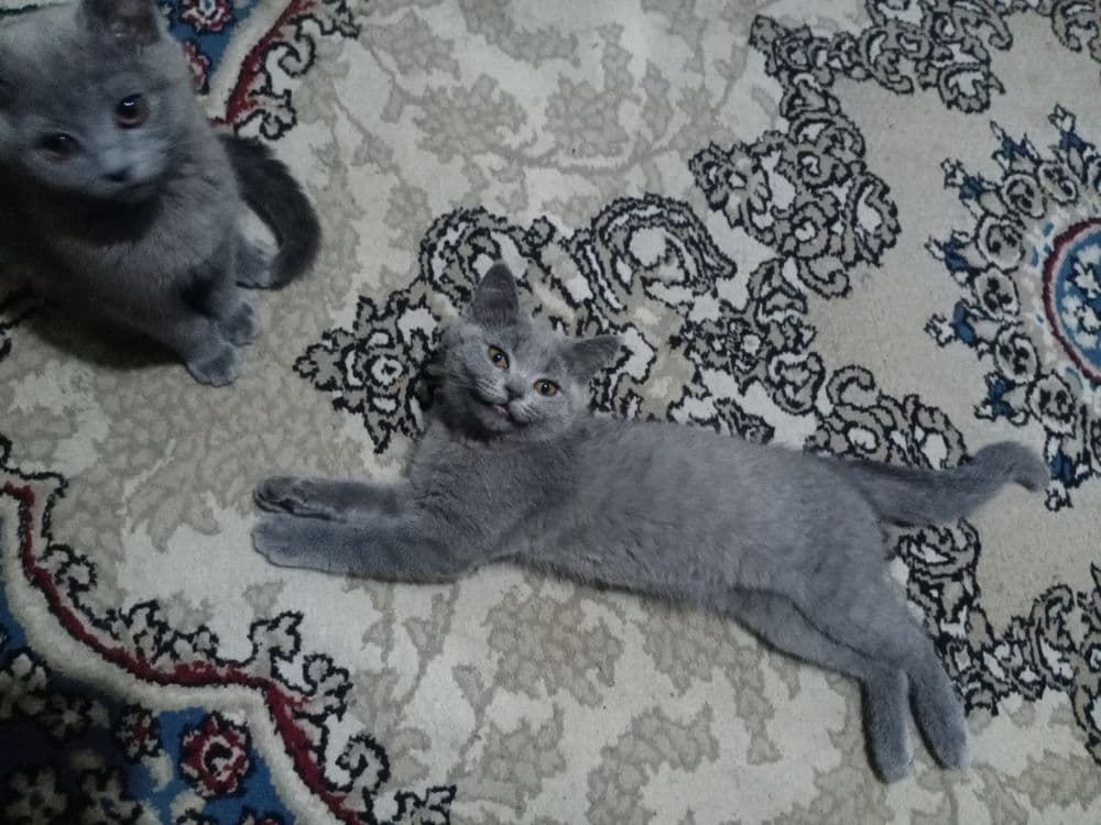Срочно котята породы Скоттиш Страйт