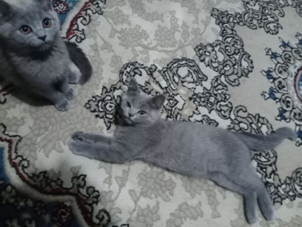 Срочно котята породы Скоттиш Страйт — 2