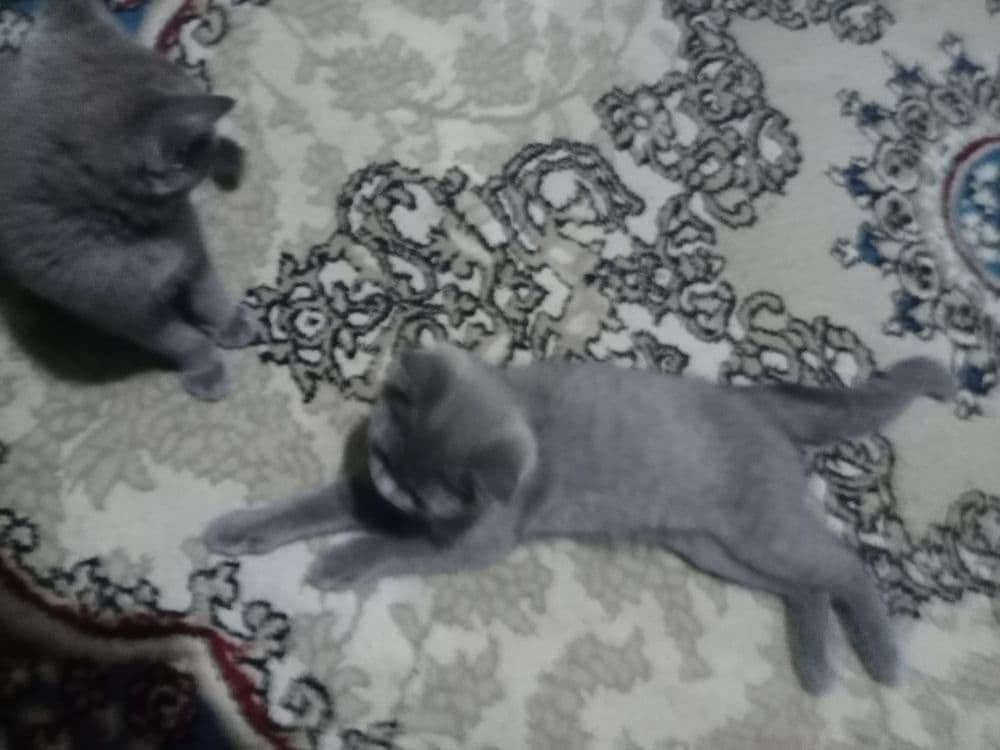 Срочно котята породы Скоттиш Страйт — 3