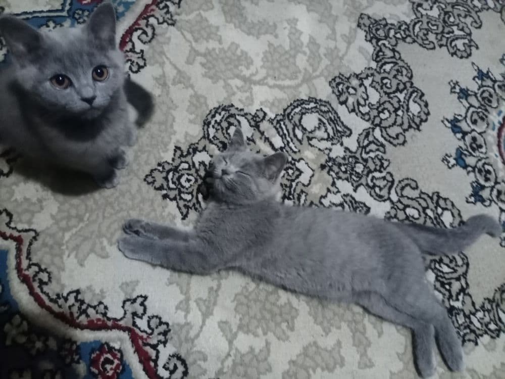 Срочно котята породы Скоттиш Страйт — 4