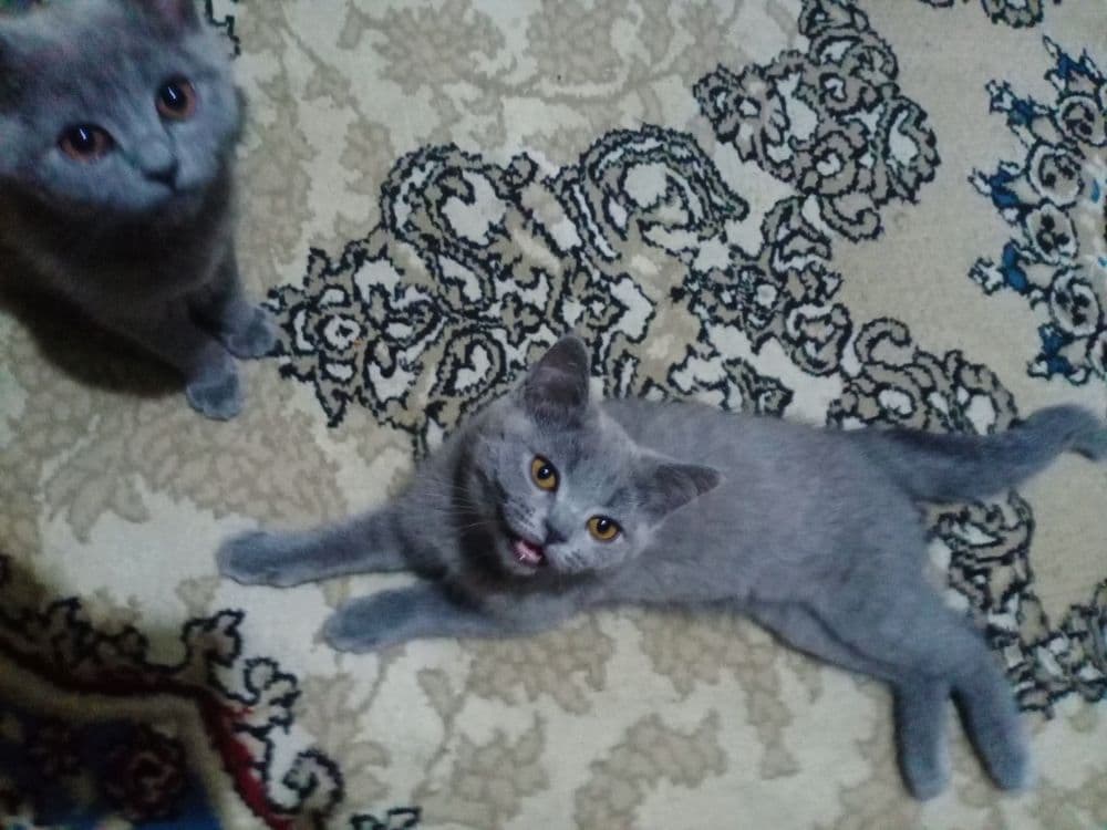 Срочно котята породы Скоттиш Страйт — 5