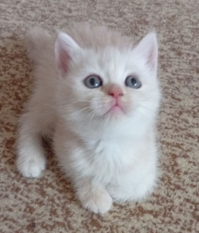 Срочно!Акция!Британские котята,за двоих 700.000! — 1