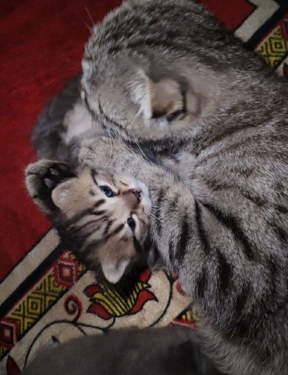 Придается котенки — 2
