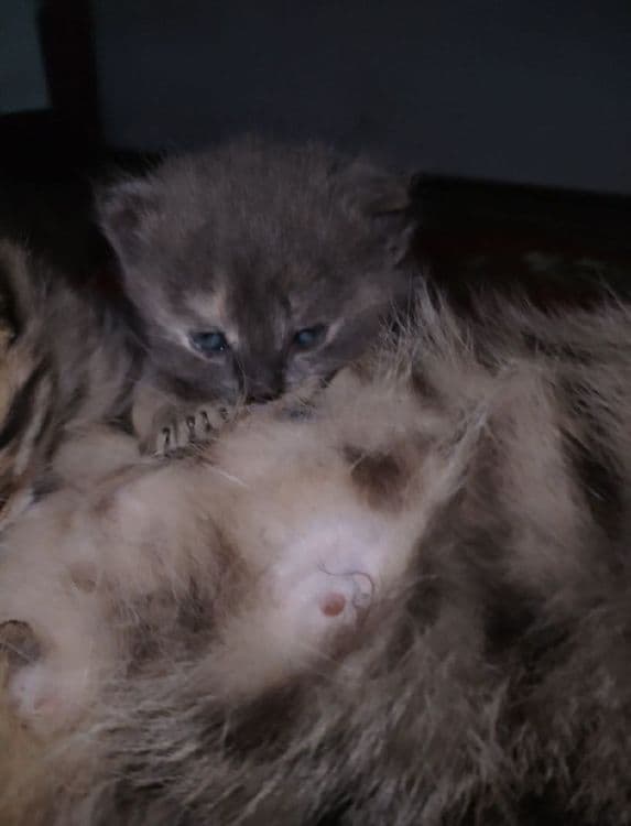 Придается котенки — 3