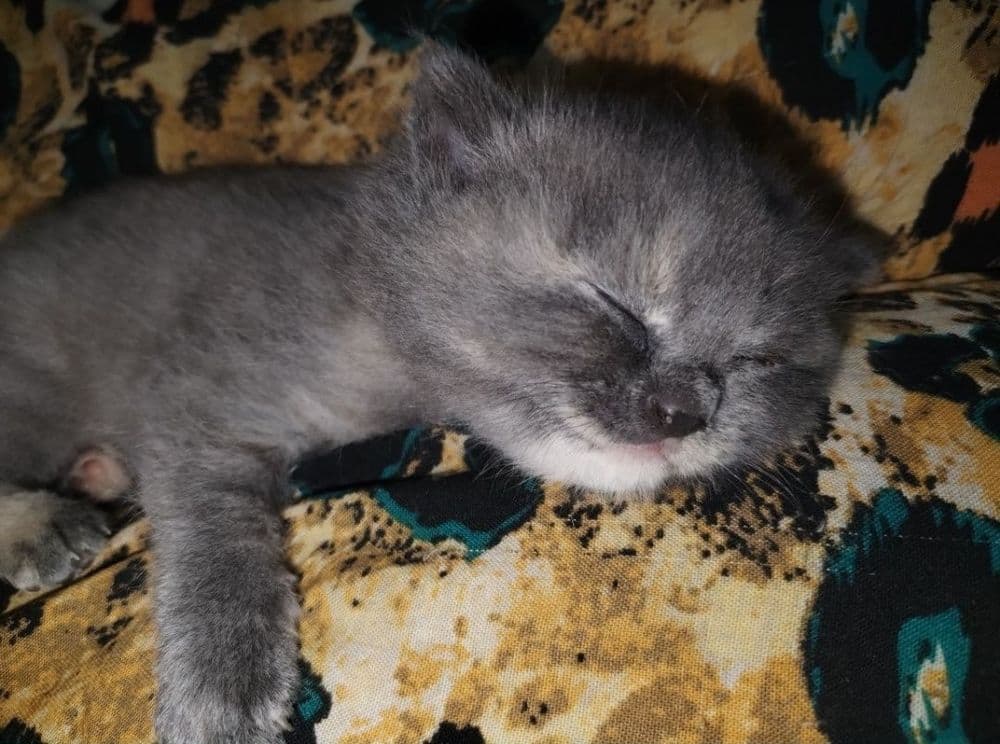 Придается котенки — 4