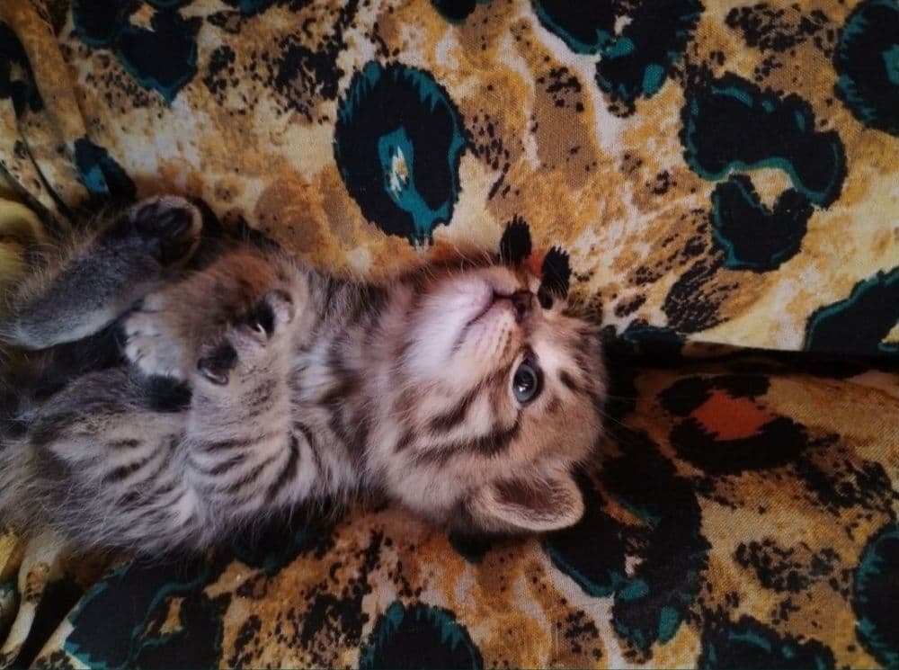 Придается котенки — 5