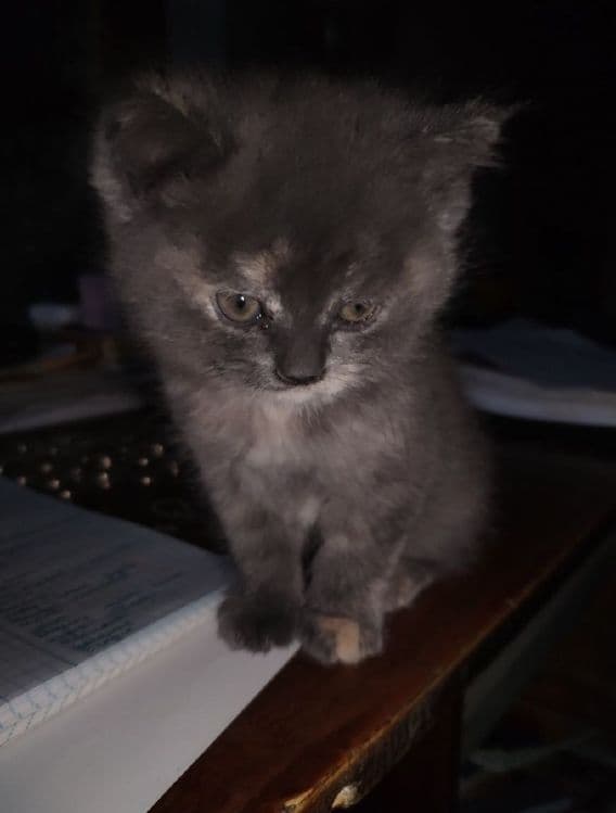 Придается котенки — 6