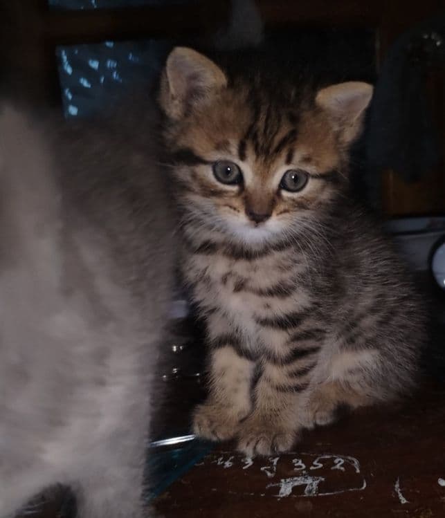 Придается котенки — 7