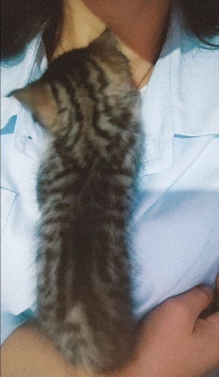 Придается котенки — 8