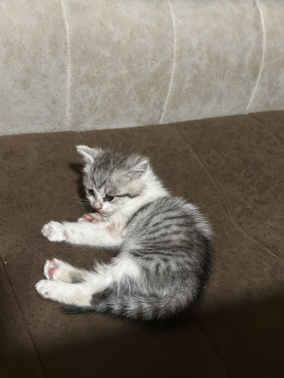 Mushuk zottor bolasi toza o'ynashadi oqat talamidi chiroyli — 1