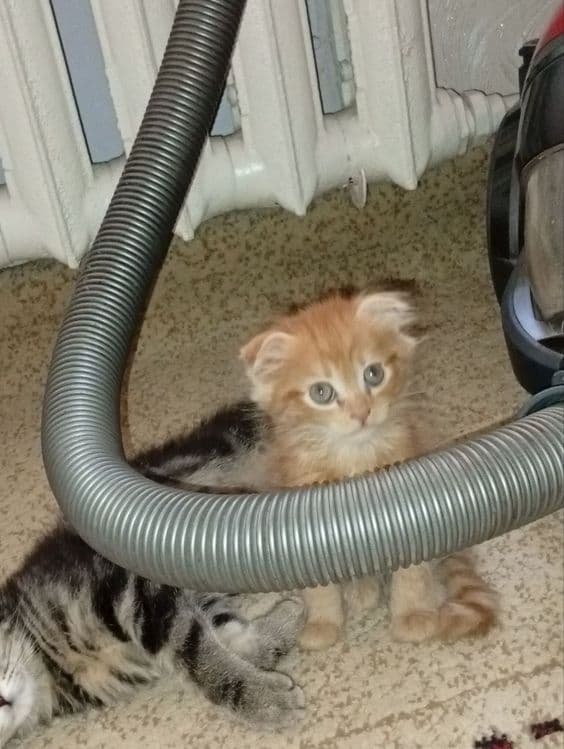 Продаются котята породы скотишь страйт и скотишь фолд — 1
