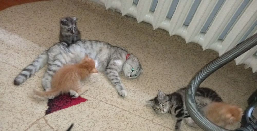 Продаются котята породы скотишь страйт и скотишь фолд — 2