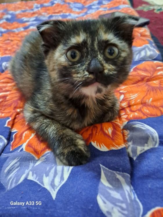 Скоттиш фолд кошка — 2