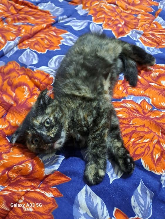 Скоттиш фолд кошка — 3