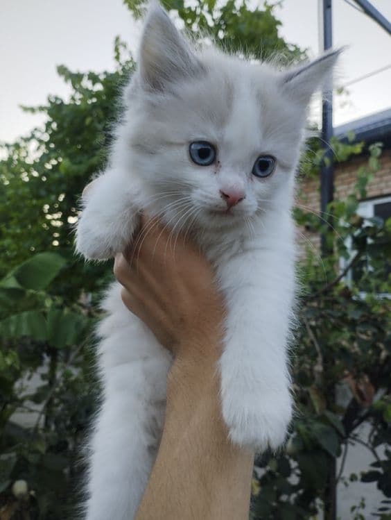 Ragdoll aralash urg‘ochi mushukcha — 1