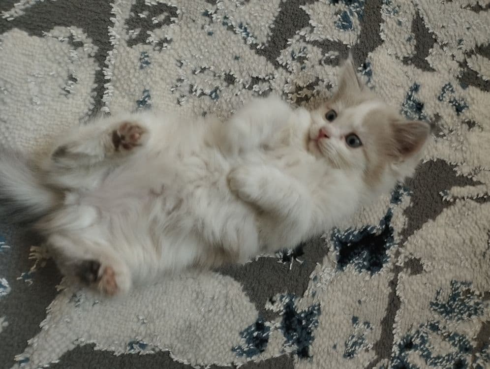 Ragdoll aralash urg‘ochi mushukcha — 2