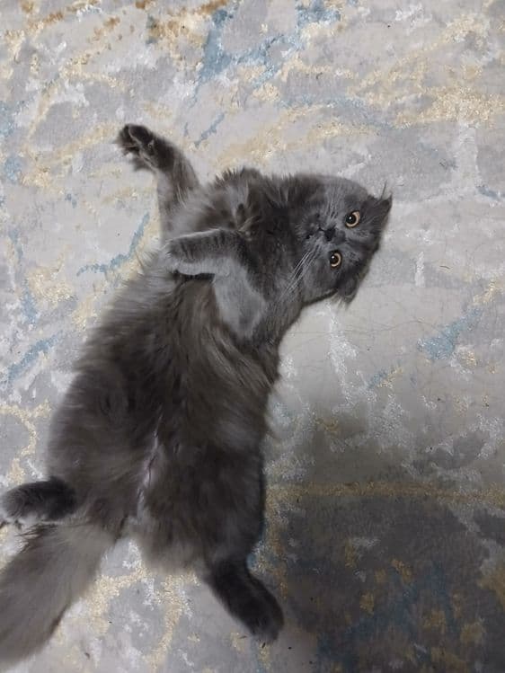 Шотландский вислоухий кот — 2