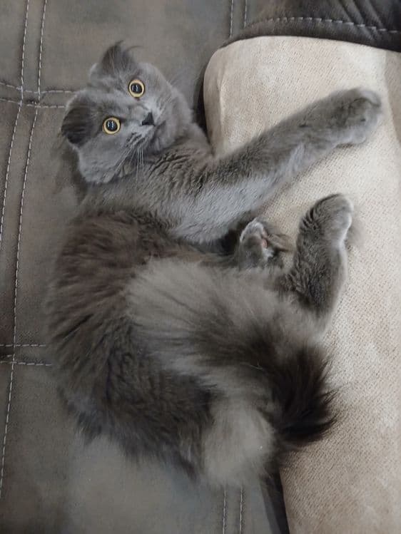Шотландский вислоухий кот — 3