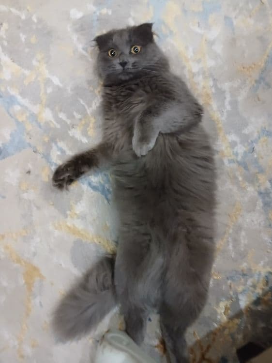 Шотландский вислоухий кот — 4