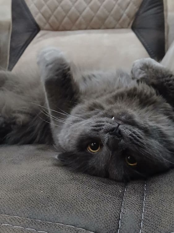Шотландский вислоухий кот — 5