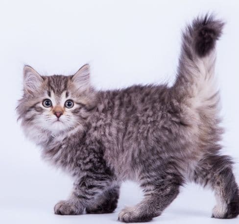 Super skidka sibirskiy angora — 1