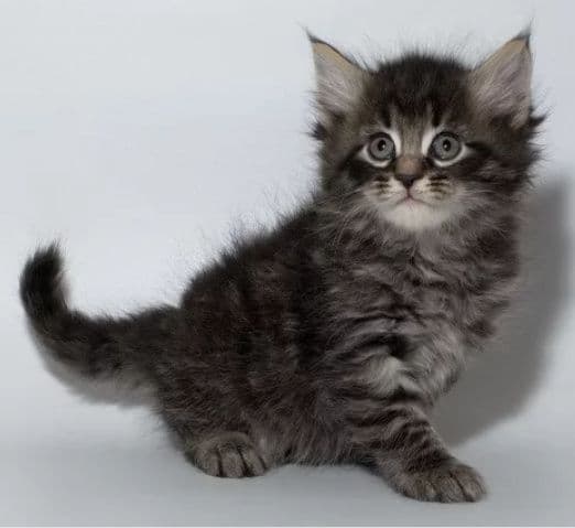 Super skidka sibirskiy angora — 5
