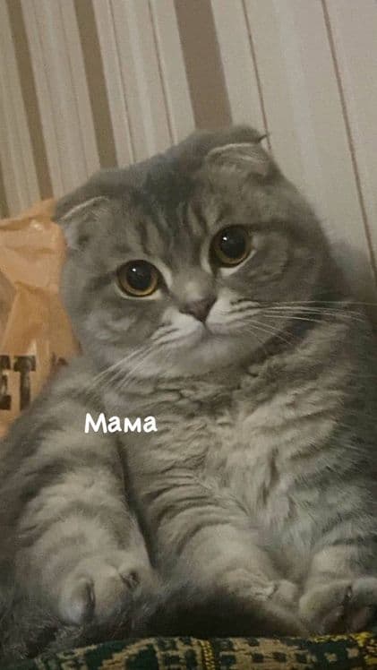 Продаются котята скотиш страйт
