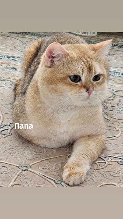 Продаются котята скотиш страйт — 2