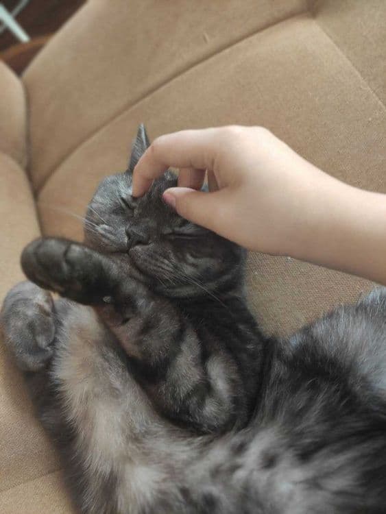 Кошки в Ташкенте — 2