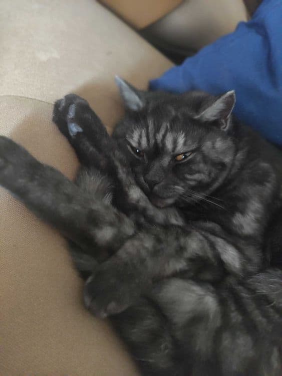 Кошки в Ташкенте — 3