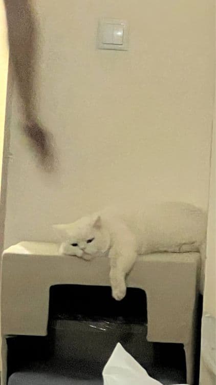Bretaniskiy Mushuk Vyazkaga. Beriladi    Toza qon Erkak — 2