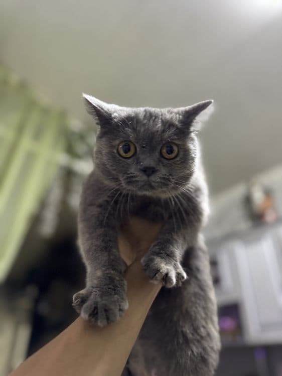 Продаются котята — 2