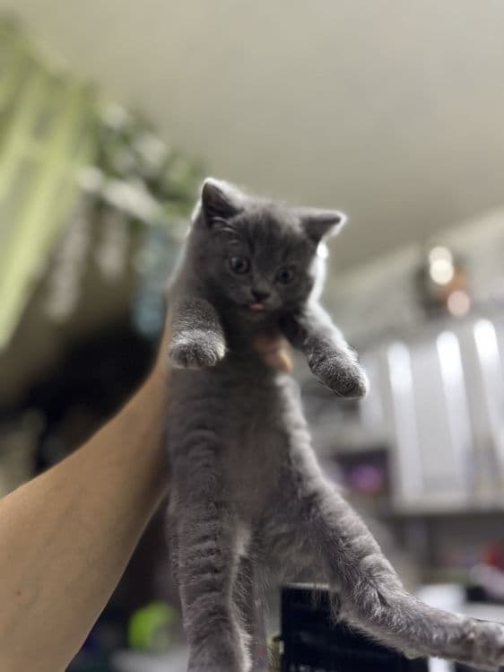 Продаются котята — 3