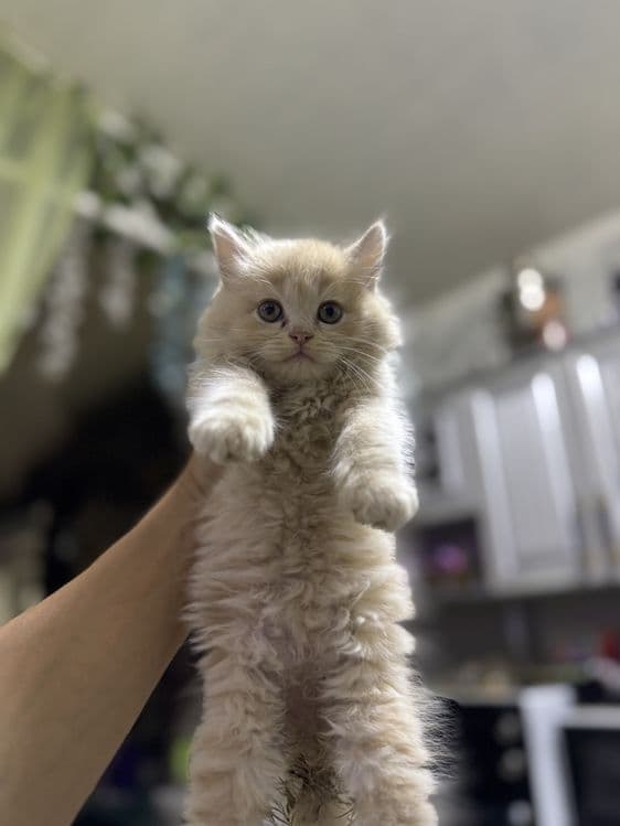 Продаются котята — 4